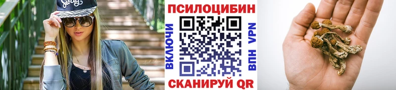 где купить   Нестеров  Галлюциногенные грибы Psilocybine cubensis 